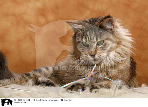 Maine Coon / Maine Coon / RR-12420