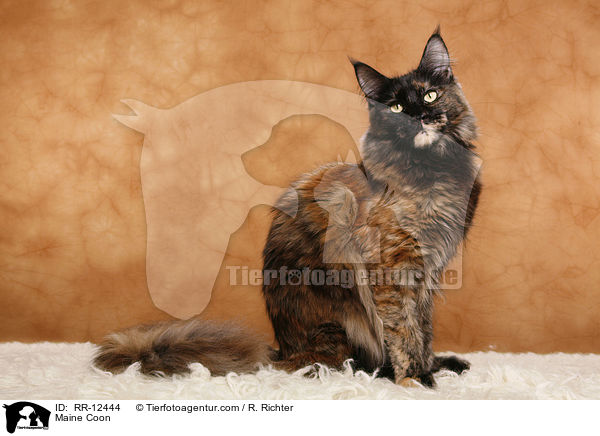 Maine Coon / RR-12444