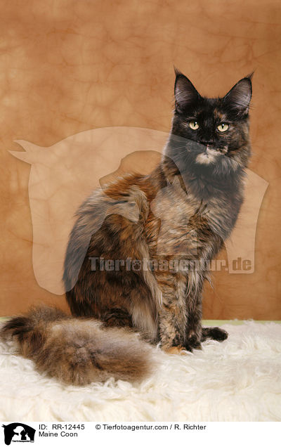 Maine Coon / RR-12445
