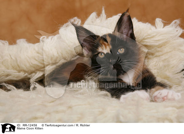 Maine Coon Ktzchen / Maine Coon Kitten / RR-12458