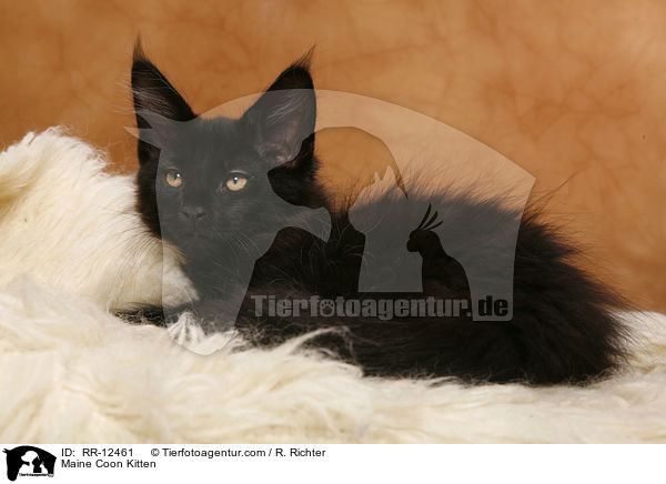 Maine Coon Kitten / RR-12461