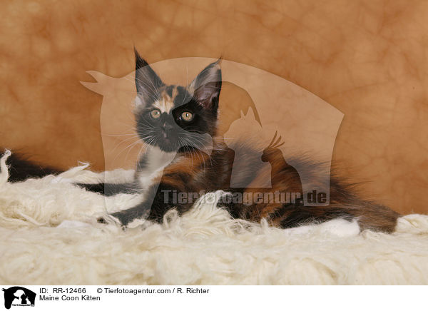 Maine Coon Kitten / RR-12466