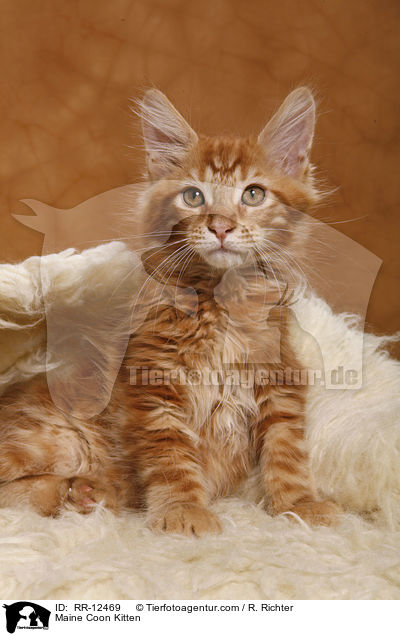 Maine Coon Kitten / RR-12469