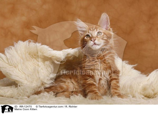 Maine Coon Kitten / RR-12470