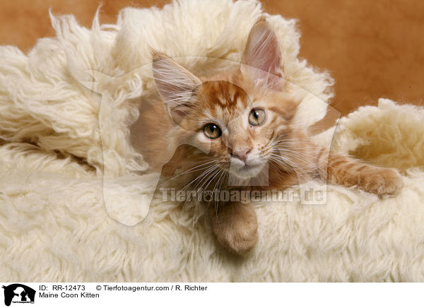 Maine Coon Kitten / RR-12473