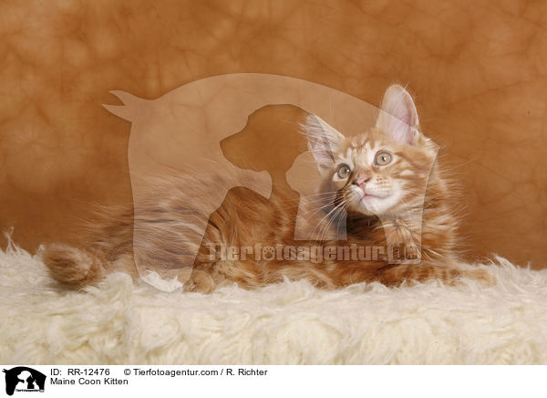 Maine Coon Kitten / RR-12476