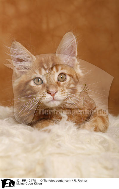 Maine Coon Kitten / RR-12478