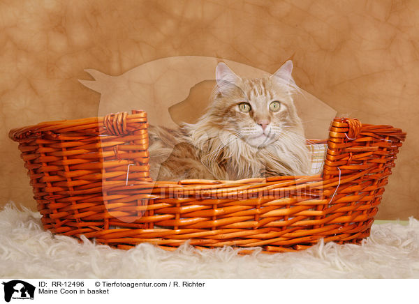 Maine Coon im Krbchen / Maine Coon in basket / RR-12496