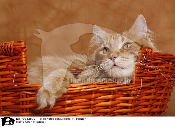 Maine Coon im Krbchen / Maine Coon in basket / RR-12500