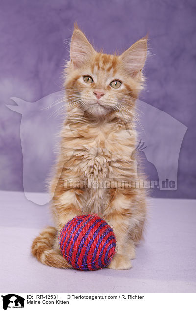 Maine Coon Kitten / RR-12531