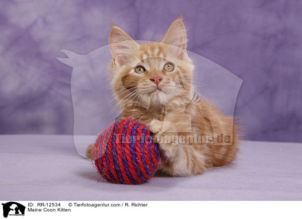 Maine Coon Kitten / RR-12534