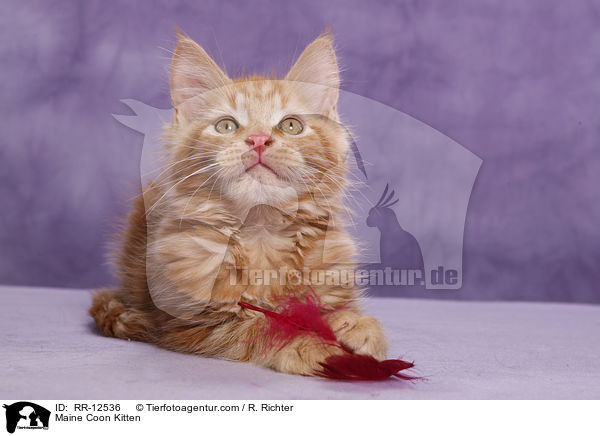 Maine Coon Ktzchen / Maine Coon Kitten / RR-12536