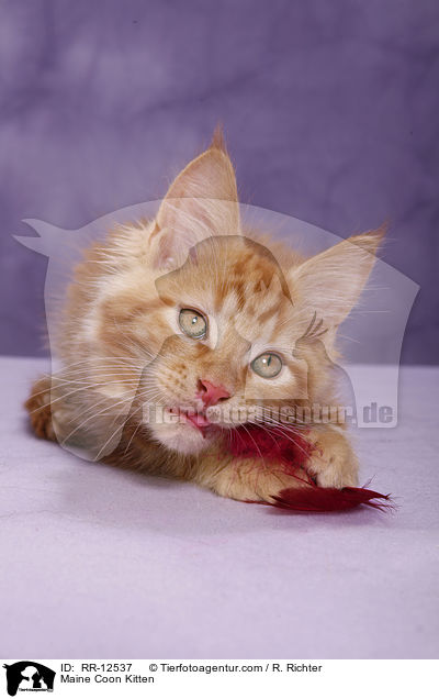 Maine Coon Kitten / RR-12537