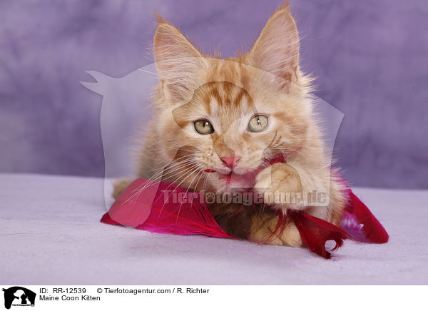 Maine Coon Ktzchen / Maine Coon Kitten / RR-12539