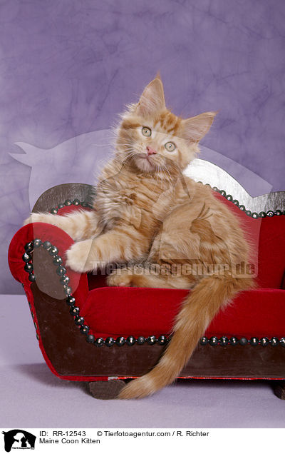 Maine Coon Kitten / RR-12543
