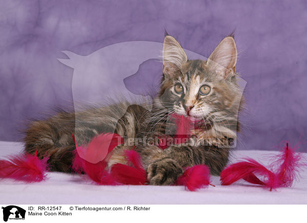 Maine Coon Kitten / RR-12547