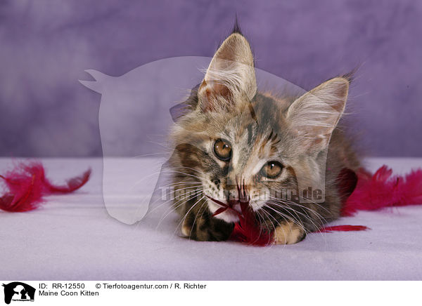 Maine Coon Kitten / RR-12550
