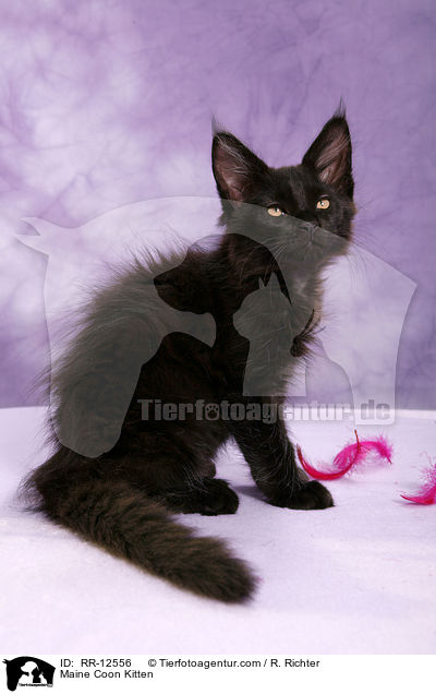 Maine Coon Ktzchen / Maine Coon Kitten / RR-12556
