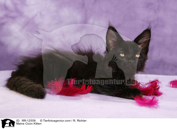 Maine Coon Ktzchen / Maine Coon Kitten / RR-12558