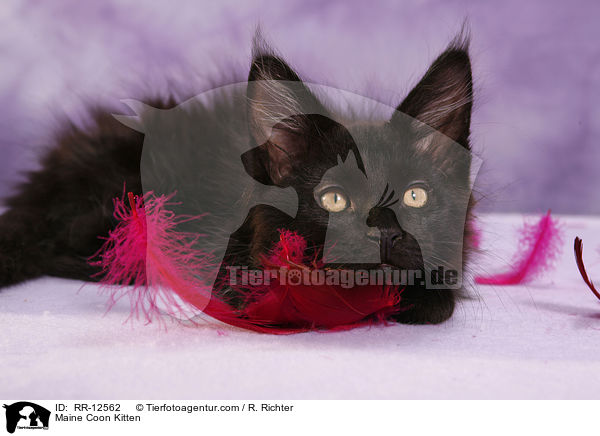 Maine Coon Ktzchen / Maine Coon Kitten / RR-12562
