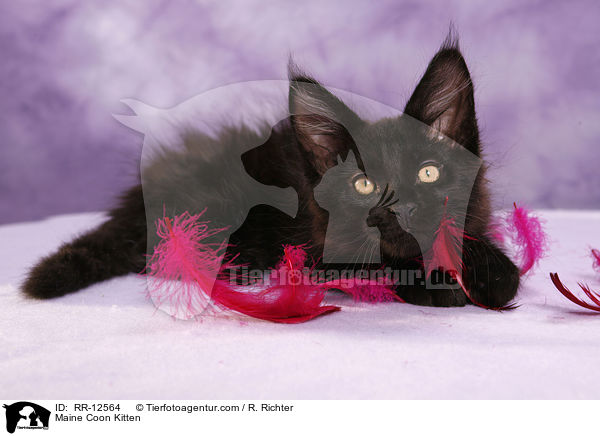 Maine Coon Ktzchen / Maine Coon Kitten / RR-12564