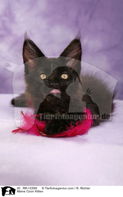 Maine Coon Ktzchen / Maine Coon Kitten / RR-12566