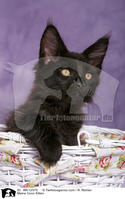 Maine Coon Ktzchen / Maine Coon Kitten / RR-12570