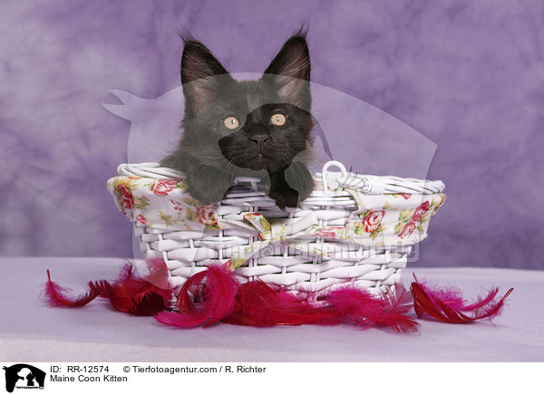 Maine Coon Ktzchen / Maine Coon Kitten / RR-12574