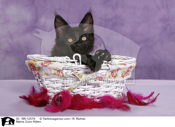 Maine Coon Ktzchen / Maine Coon Kitten / RR-12576