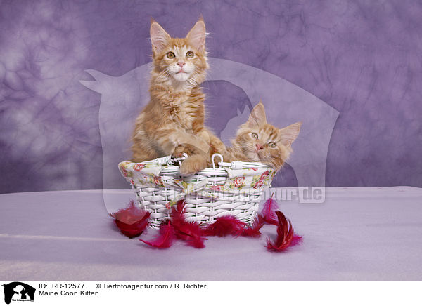Maine Coon Ktzchen / Maine Coon Kitten / RR-12577