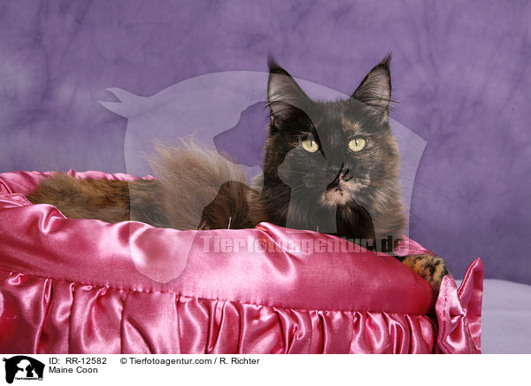 Maine Coon / Maine Coon / RR-12582
