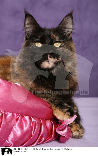 Maine Coon / Maine Coon / RR-12584