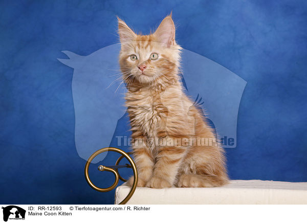 Maine Coon Kitten / RR-12593