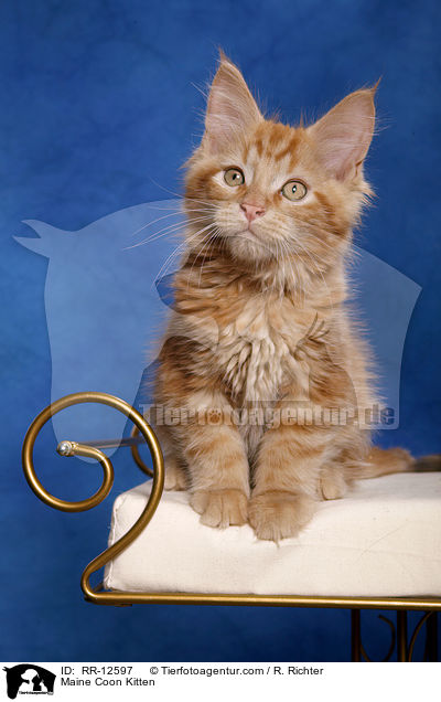 Maine Coon Ktzchen / Maine Coon Kitten / RR-12597