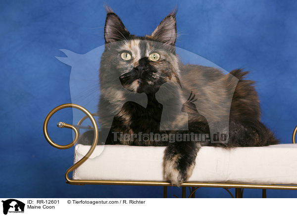 Amerikanische Waldkatze / Maine Coon / RR-12601