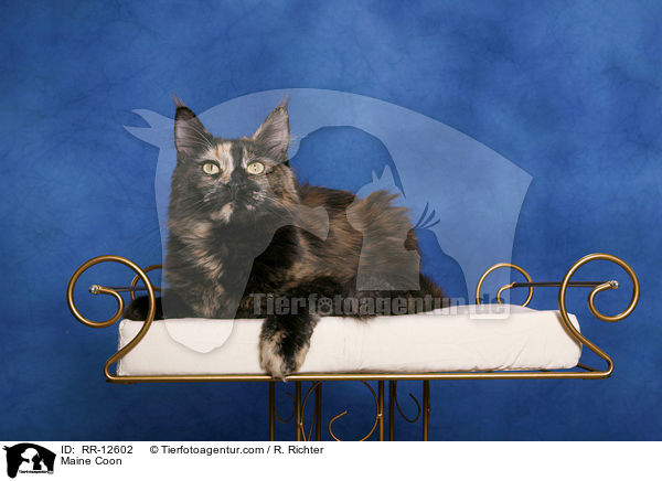 Amerikanische Waldkatze / Maine Coon / RR-12602