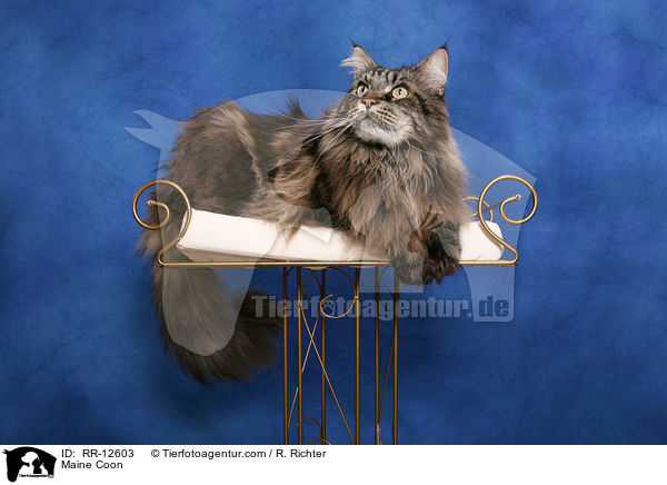 Amerikanische Waldkatze / Maine Coon / RR-12603