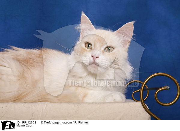 Amerikanische Waldkatze / Maine Coon / RR-12608