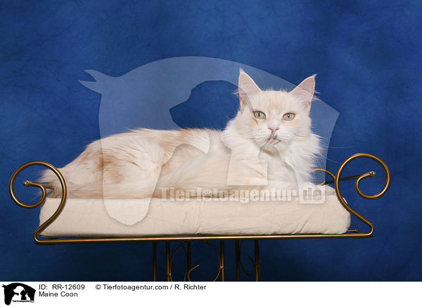 Amerikanische Waldkatze / Maine Coon / RR-12609