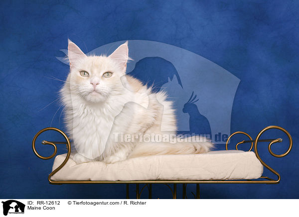 Amerikanische Waldkatze / Maine Coon / RR-12612