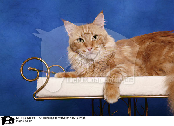 Amerikanische Waldkatze / Maine Coon / RR-12615