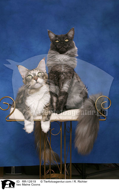 zwei Maine Coons / two Maine Coons / RR-12619