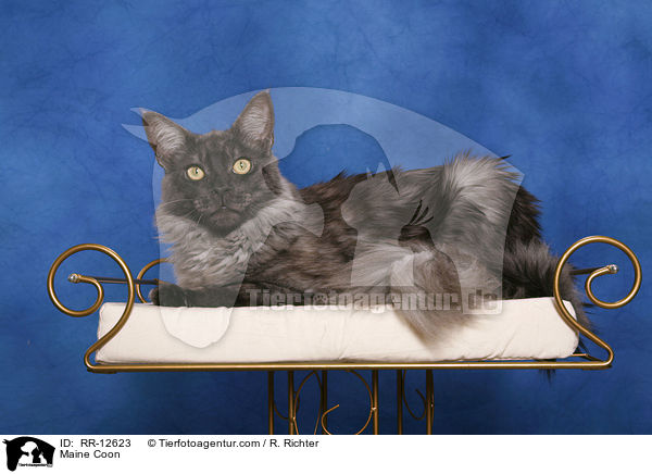Amerikanische Waldkatze / Maine Coon / RR-12623
