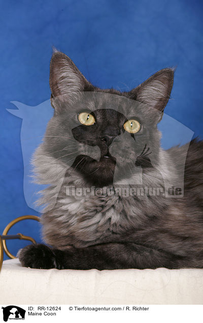 Maine Coon / RR-12624