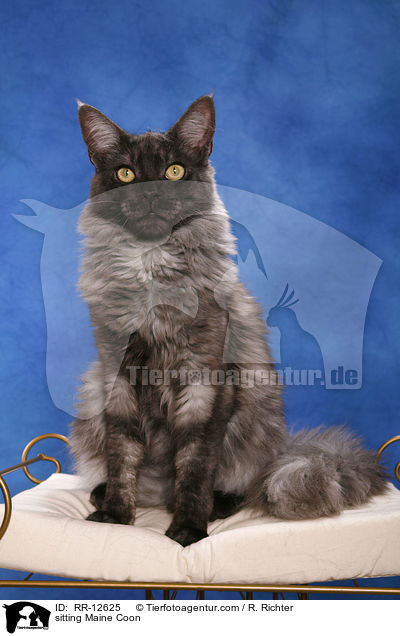 sitting Maine Coon / RR-12625