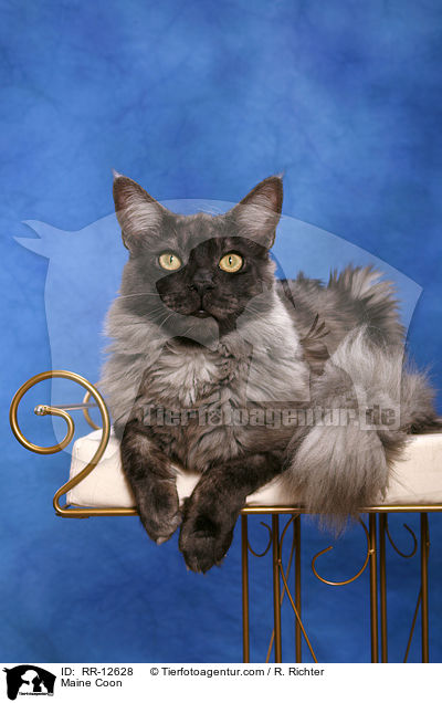 Amerikanische Waldkatze / Maine Coon / RR-12628