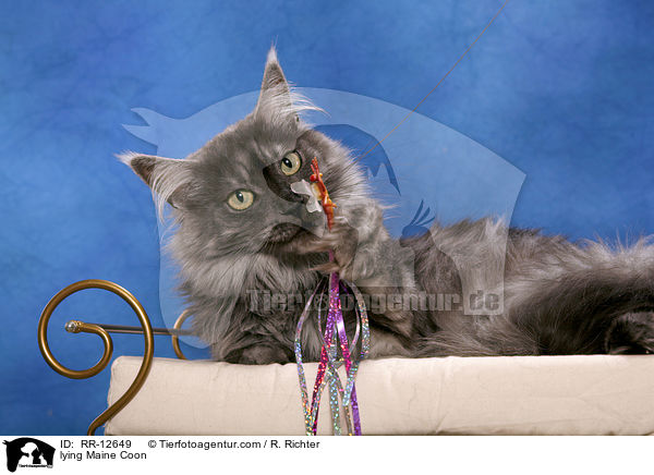 liegende Maine Coon / lying Maine Coon / RR-12649