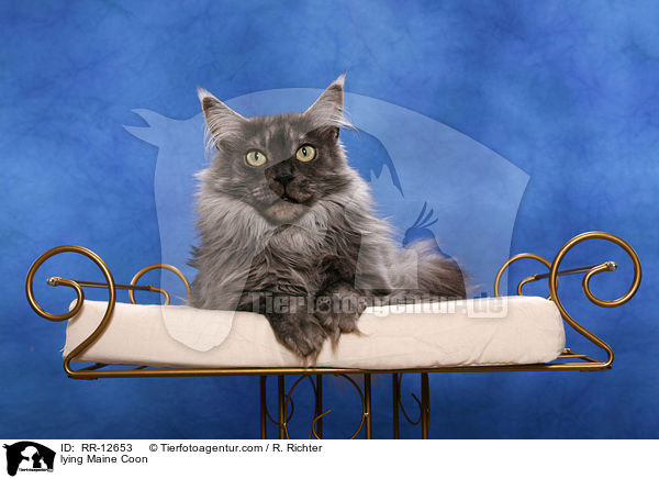 lying Maine Coon / RR-12653