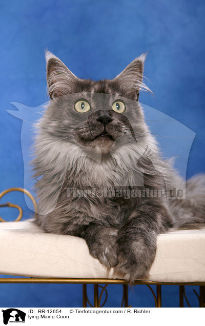 liegende Maine Coon / lying Maine Coon / RR-12654