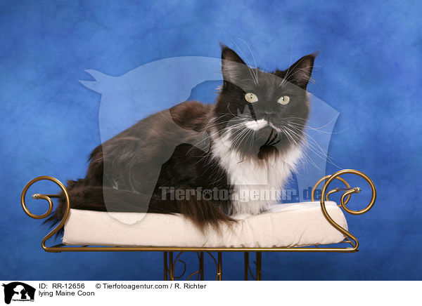 liegende Maine Coon / lying Maine Coon / RR-12656